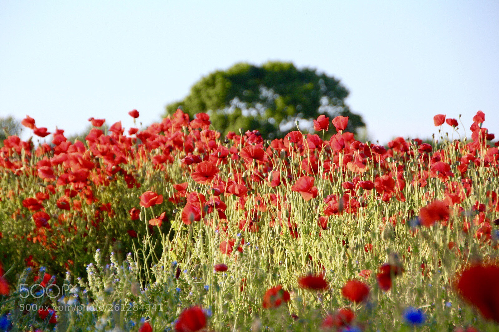 Canon EOS 600D (Rebel EOS T3i / EOS Kiss X5) sample photo. Poppy field  photography