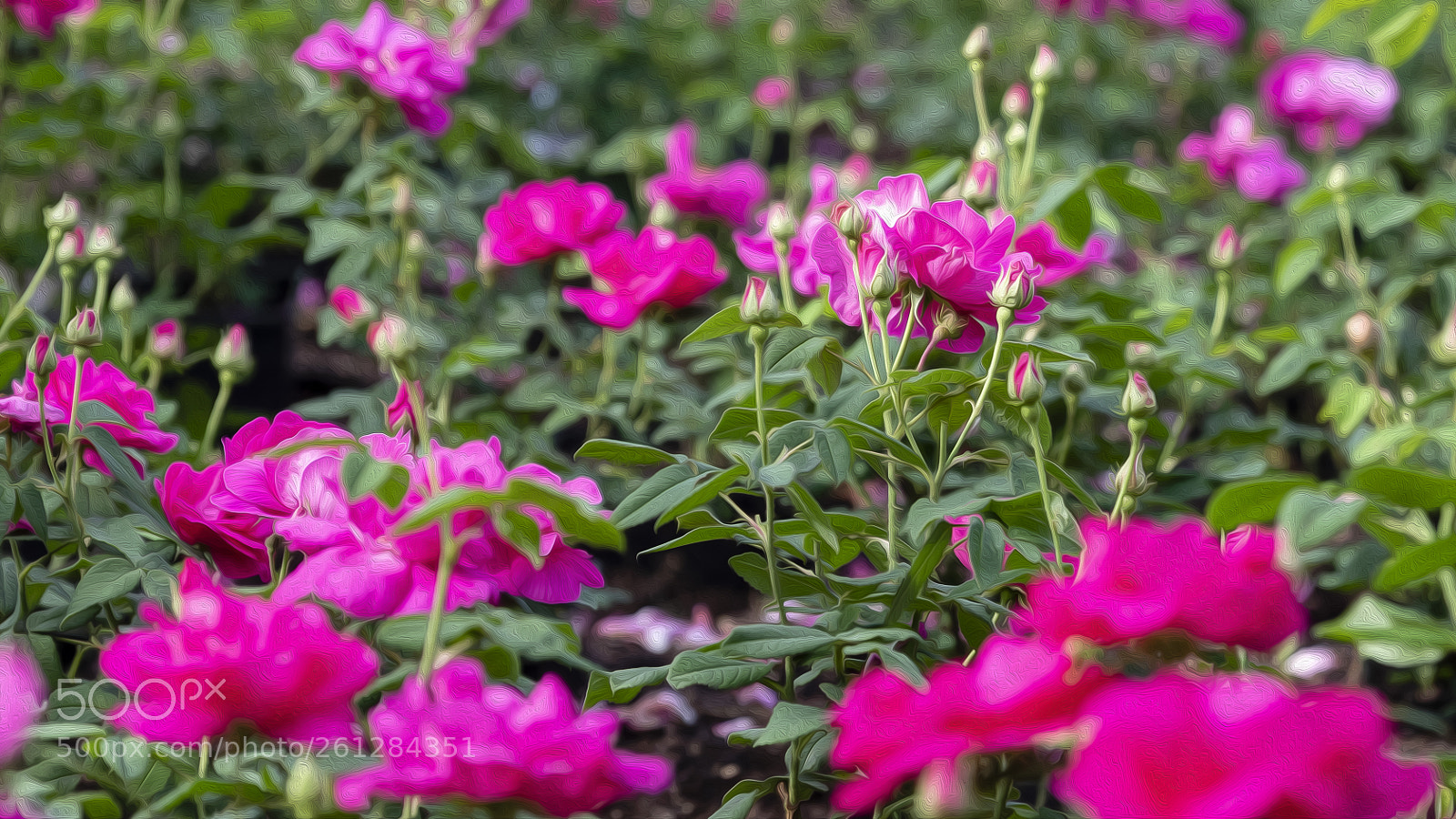 Canon EOS 5D Mark IV sample photo. Gallica officinalis photography