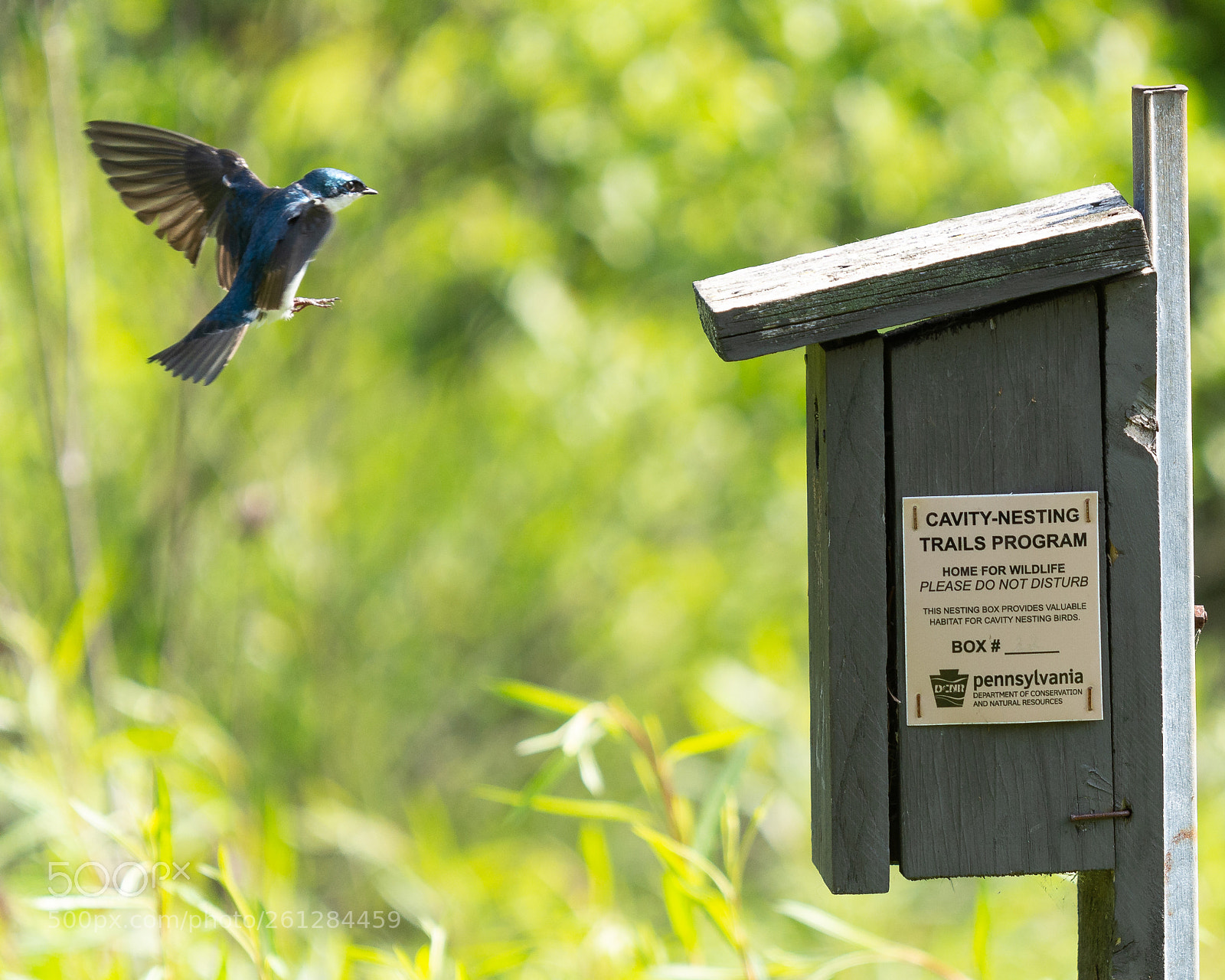 Nikon D7100 sample photo. Swallow in flight photography