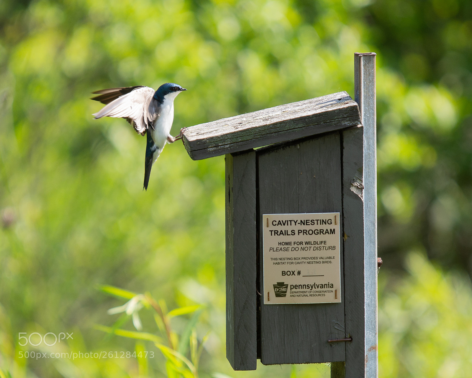 Nikon D7100 sample photo. Swallow in flight photography