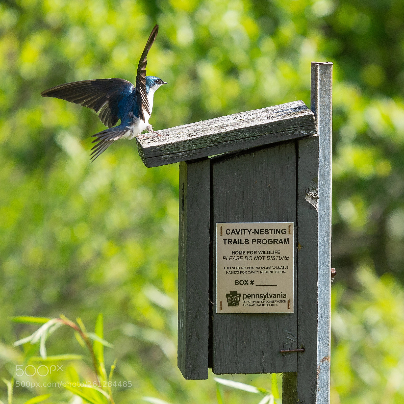 Nikon D7100 sample photo. Swallow in flight photography