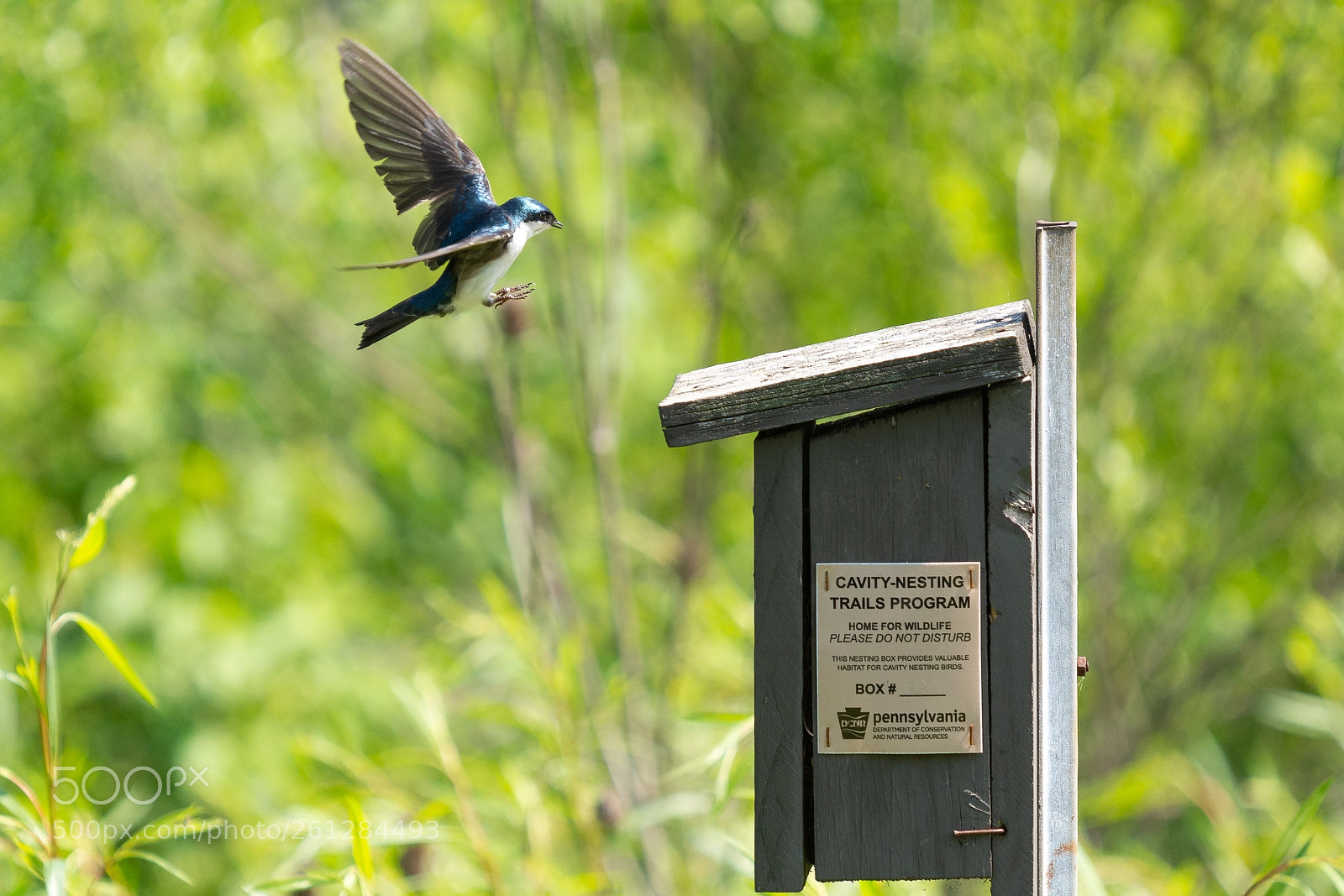 Nikon D7100 sample photo. Swallow in flight photography