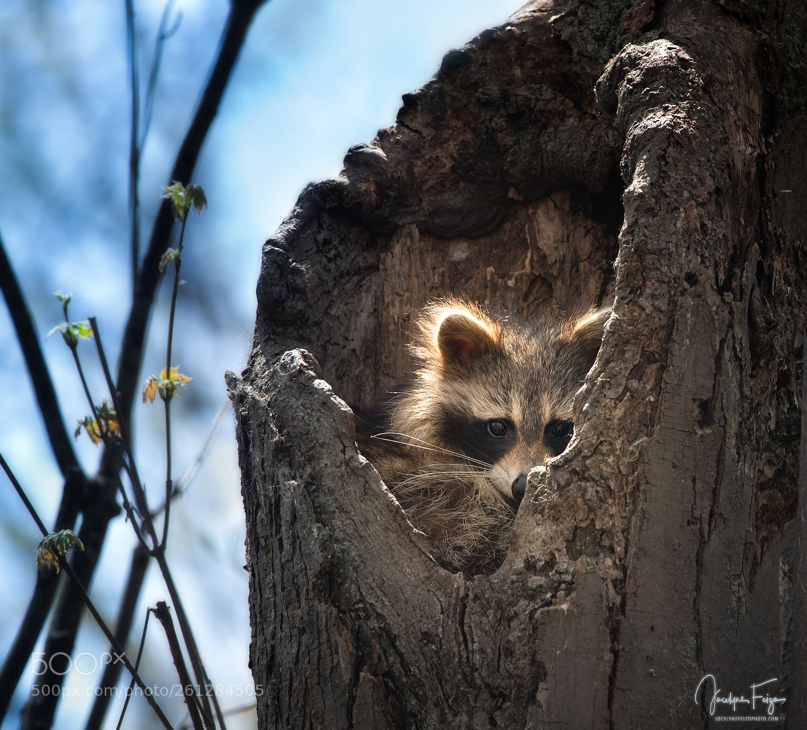 Nikon D750 sample photo. Little raccoon photography