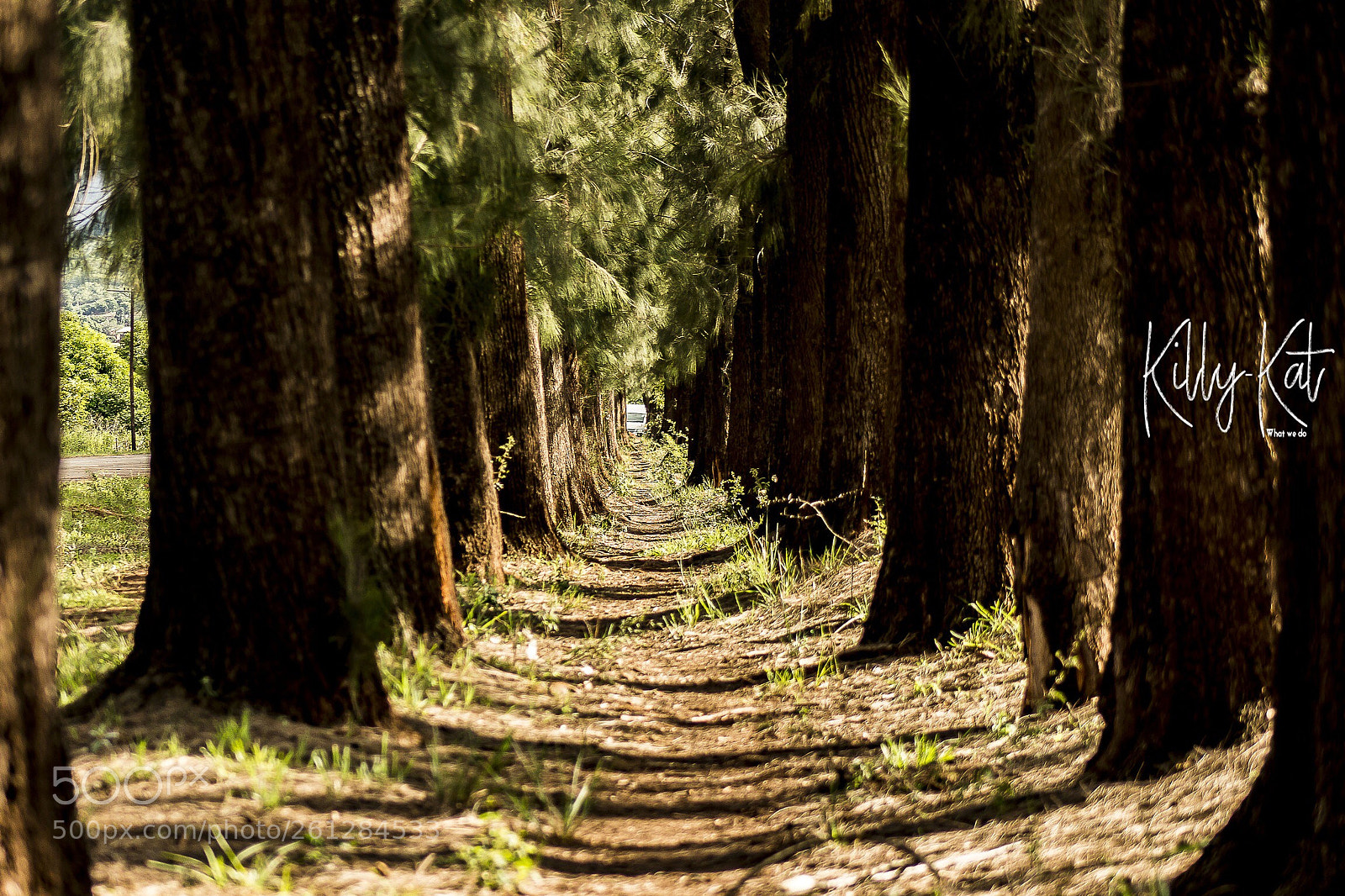 Canon EOS 700D (EOS Rebel T5i / EOS Kiss X7i) sample photo. Wall of trees.. photography