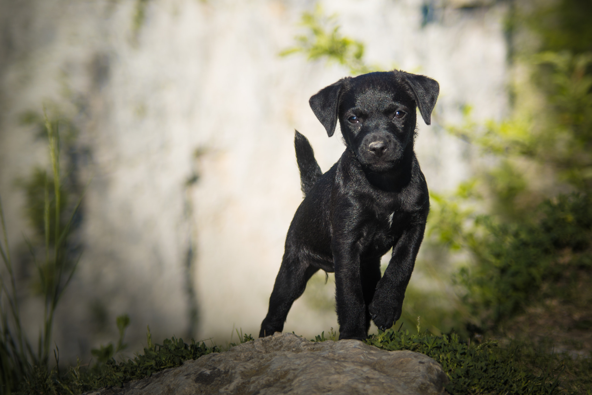 Pentax K-S1 sample photo. Serious puppy photography