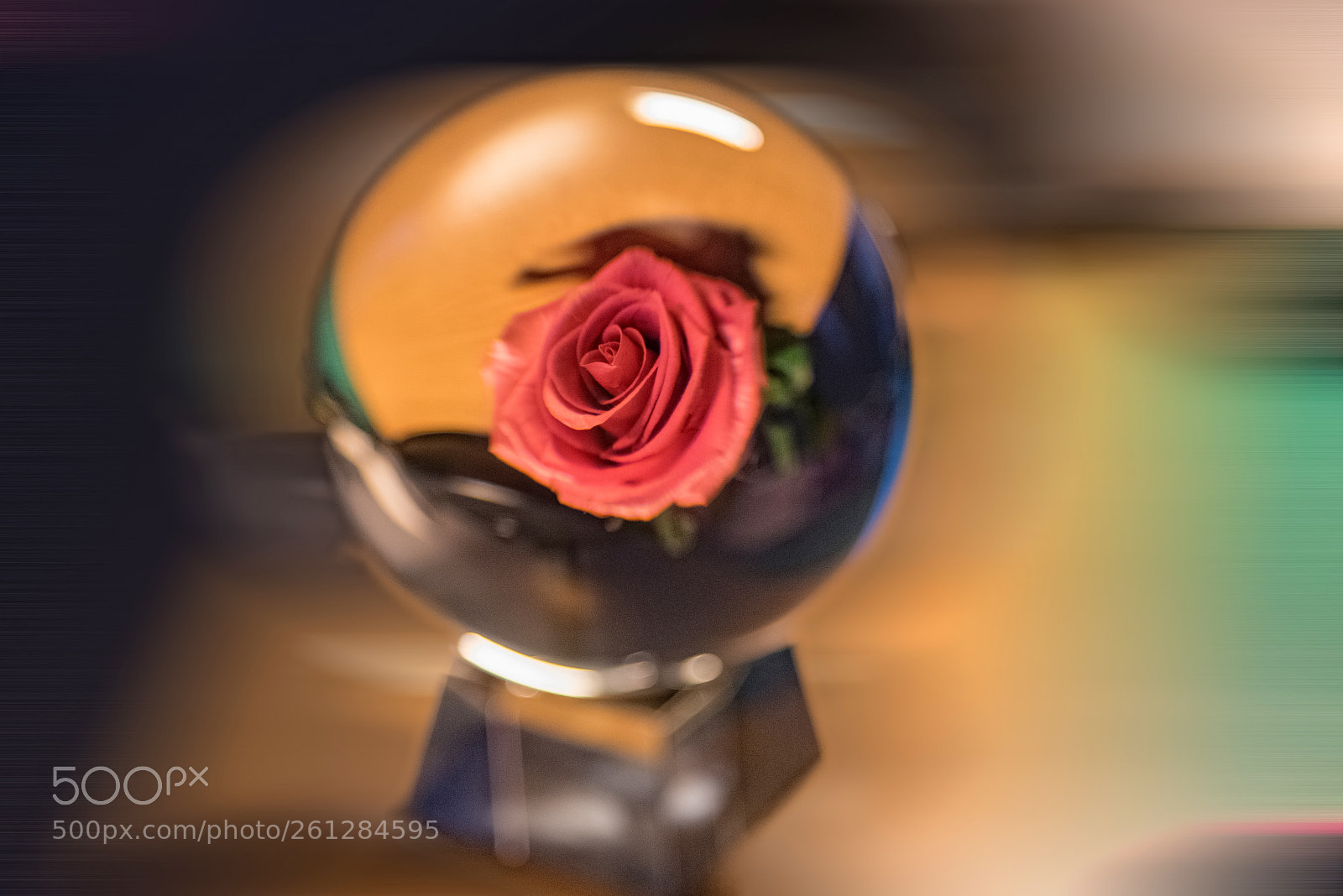 Nikon D750 sample photo. Rosa photography