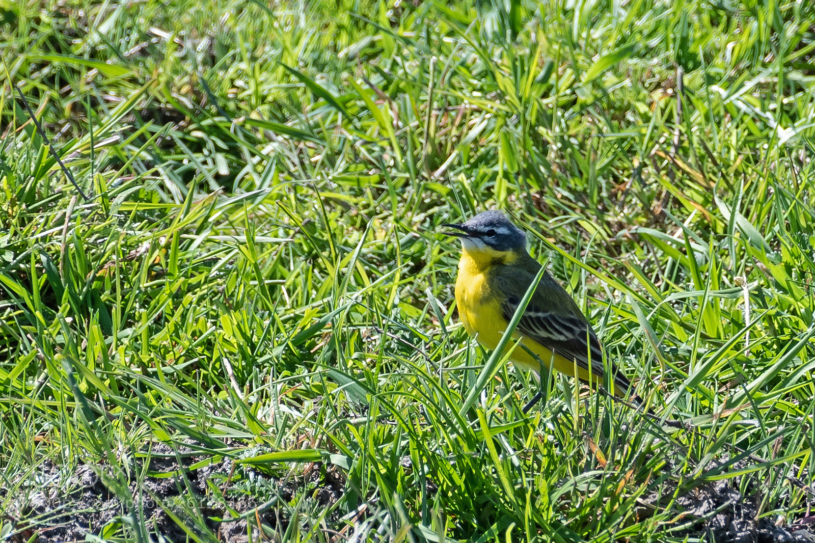 Nikon D500 sample photo. Western yellow wagtail photography
