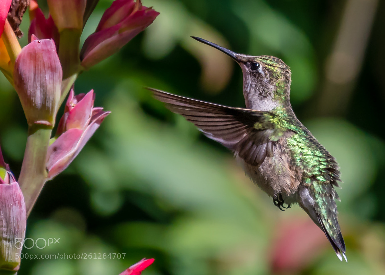 Nikon D500 sample photo. Hummingbird photography