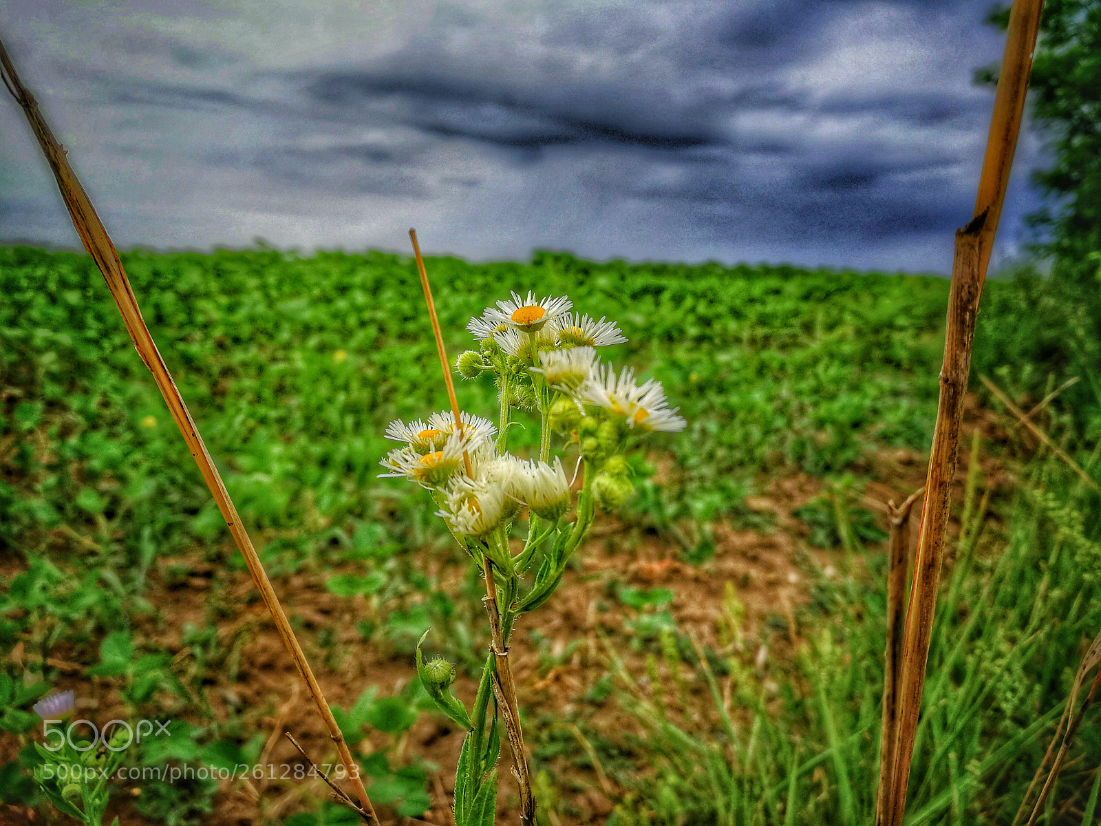HUAWEI P10 sample photo. Incoming storm photography