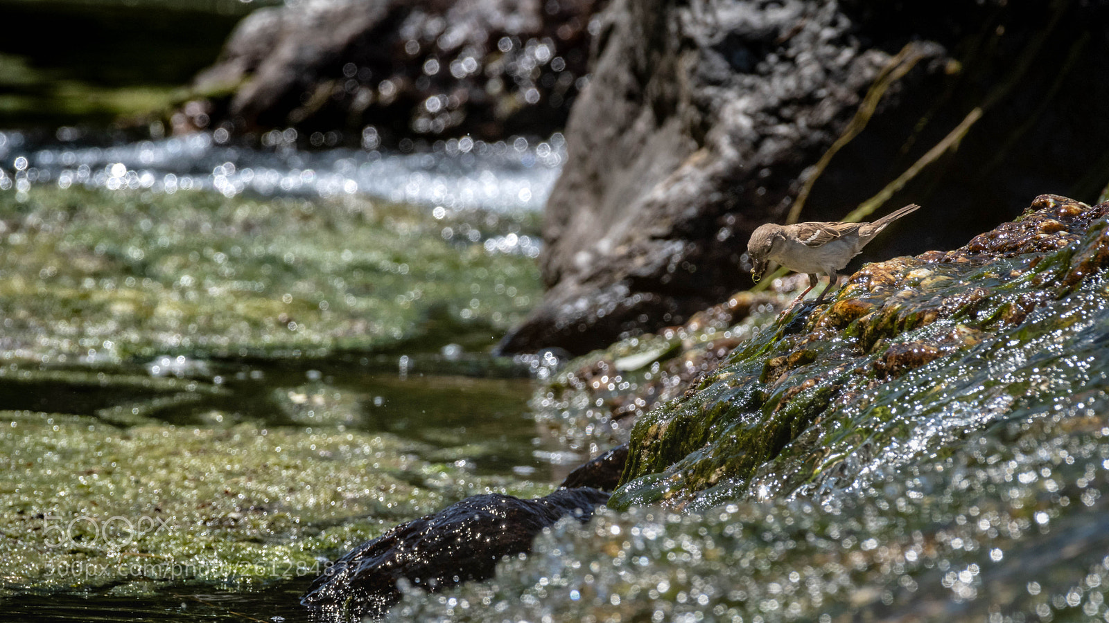 Nikon D500 sample photo. Lots of small bokeh photography