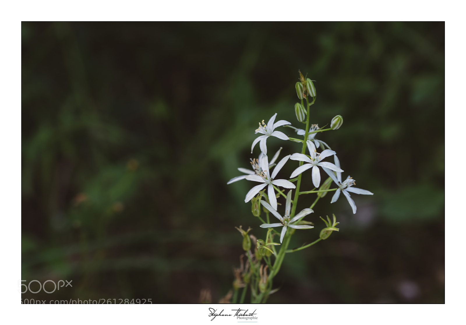 Fujifilm X-T2 sample photo. Une fleur de bethl photography