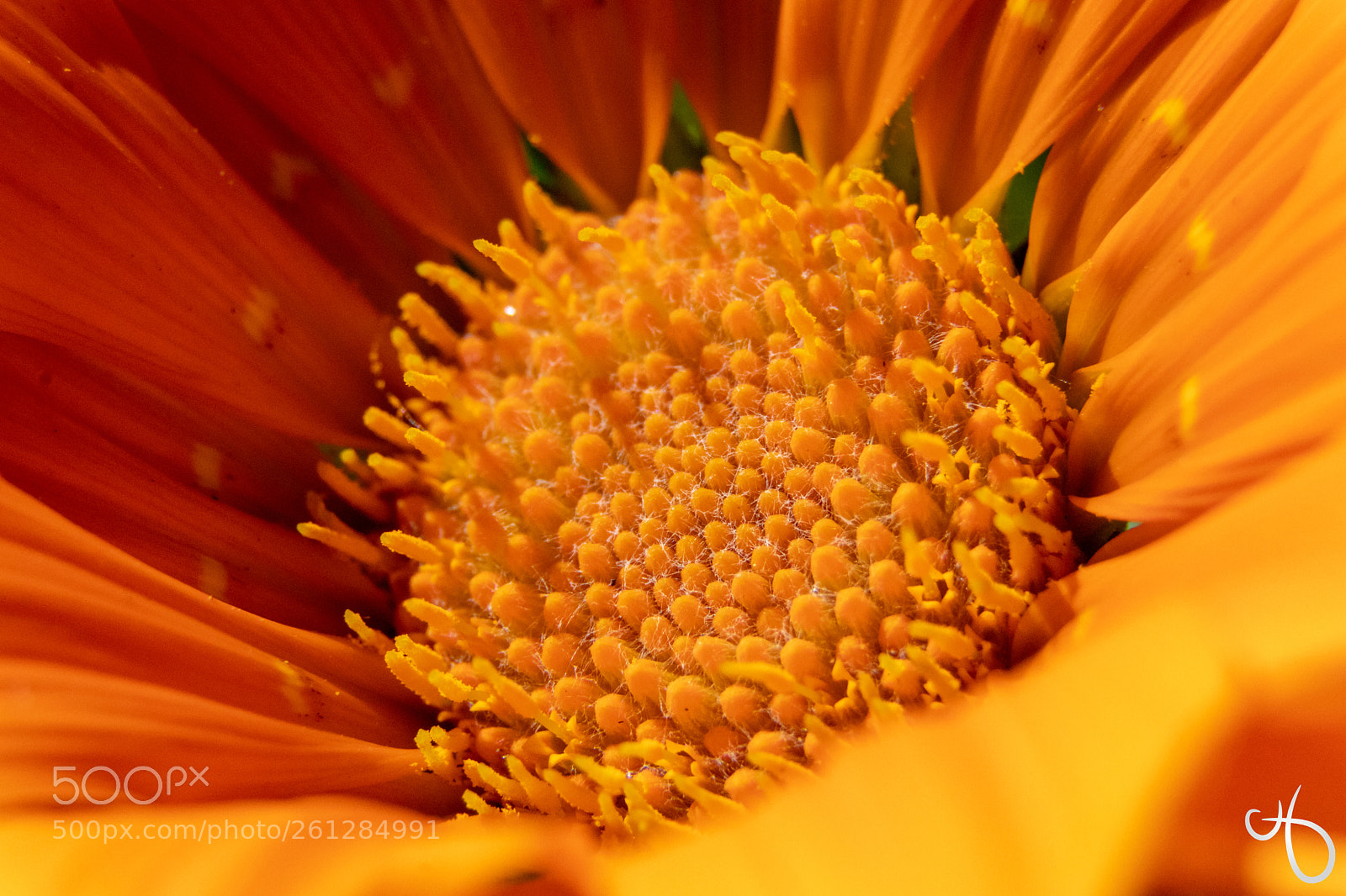 Canon EOS 80D sample photo. Flower close-up photography