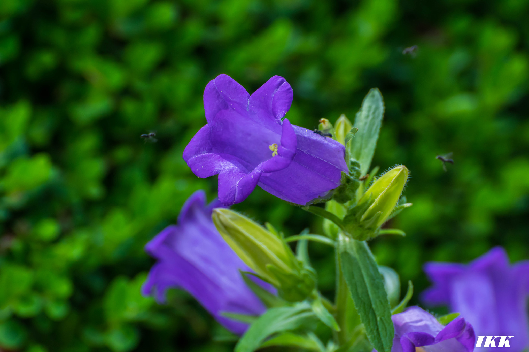Sony SLT-A68 sample photo. Dsc photography