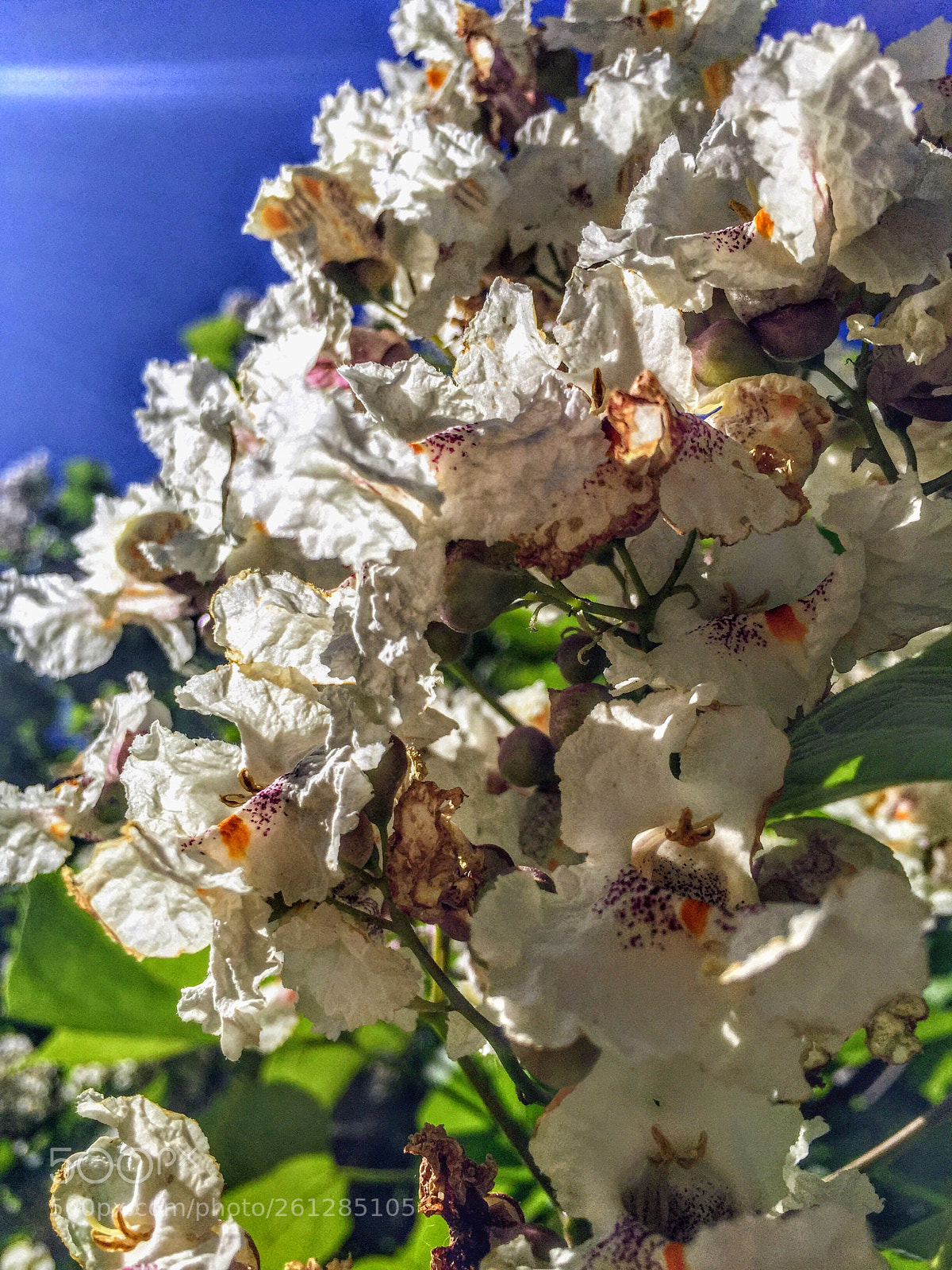 Apple iPhone 6 sample photo. Katalpa photography