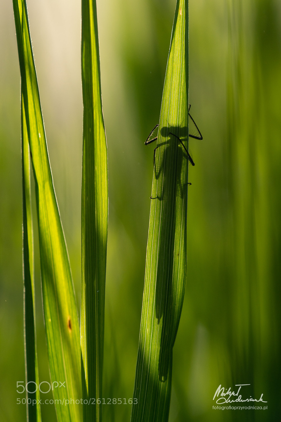Sony a6500 sample photo. Hidden dragon(fly) photography