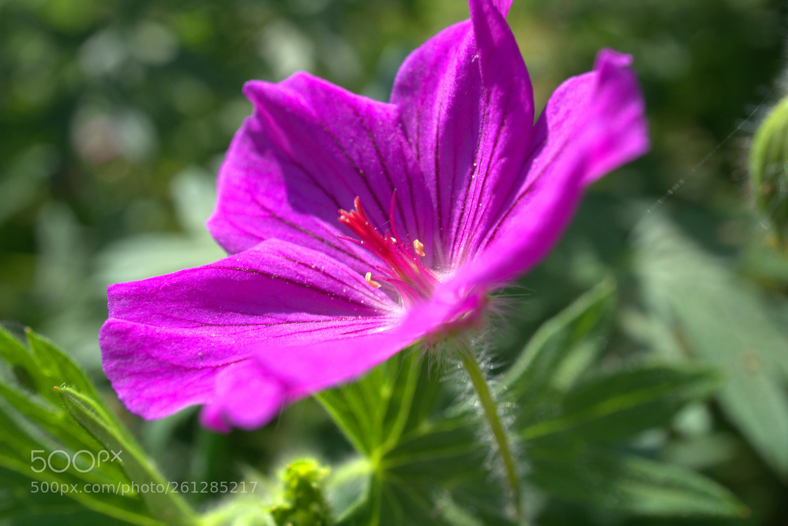 Sony a6000 sample photo. The flower from the photography