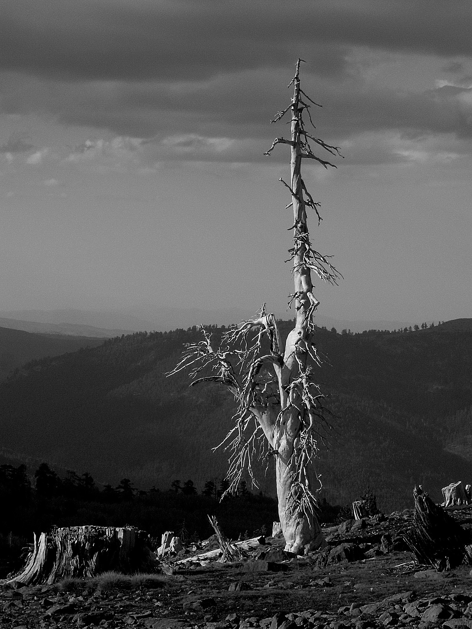 Pentax OPTIO S60 sample photo. The white tree of gondor photography