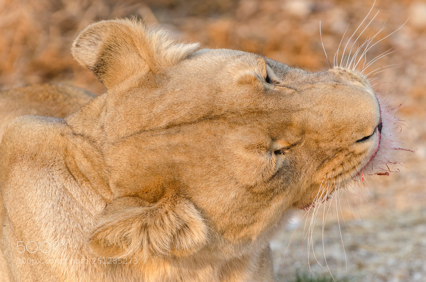 Nikon D7000 sample photo. The lion photography