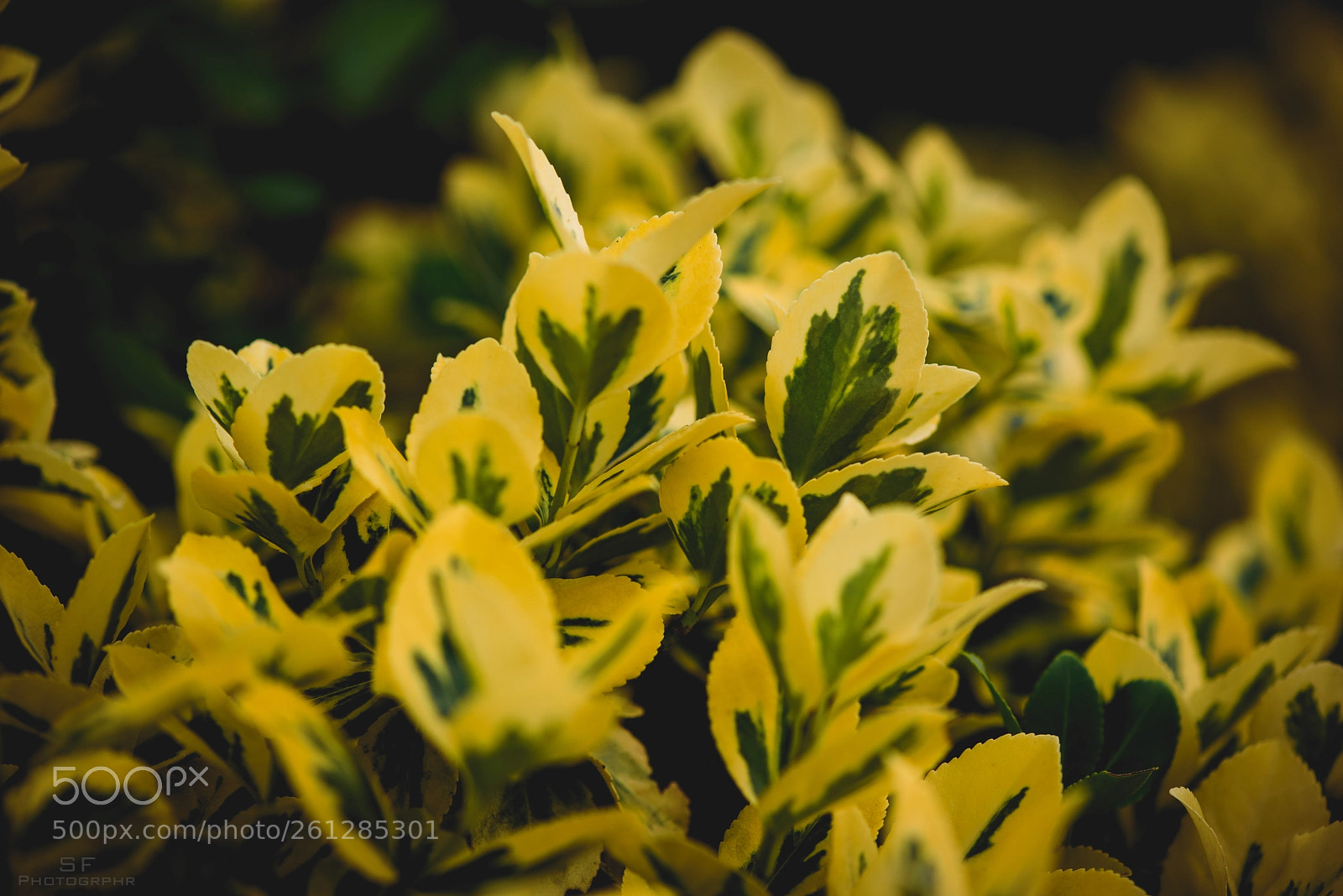 Nikon D750 sample photo. Ligustrum ovalifolium - 158/365 (yellow) photography