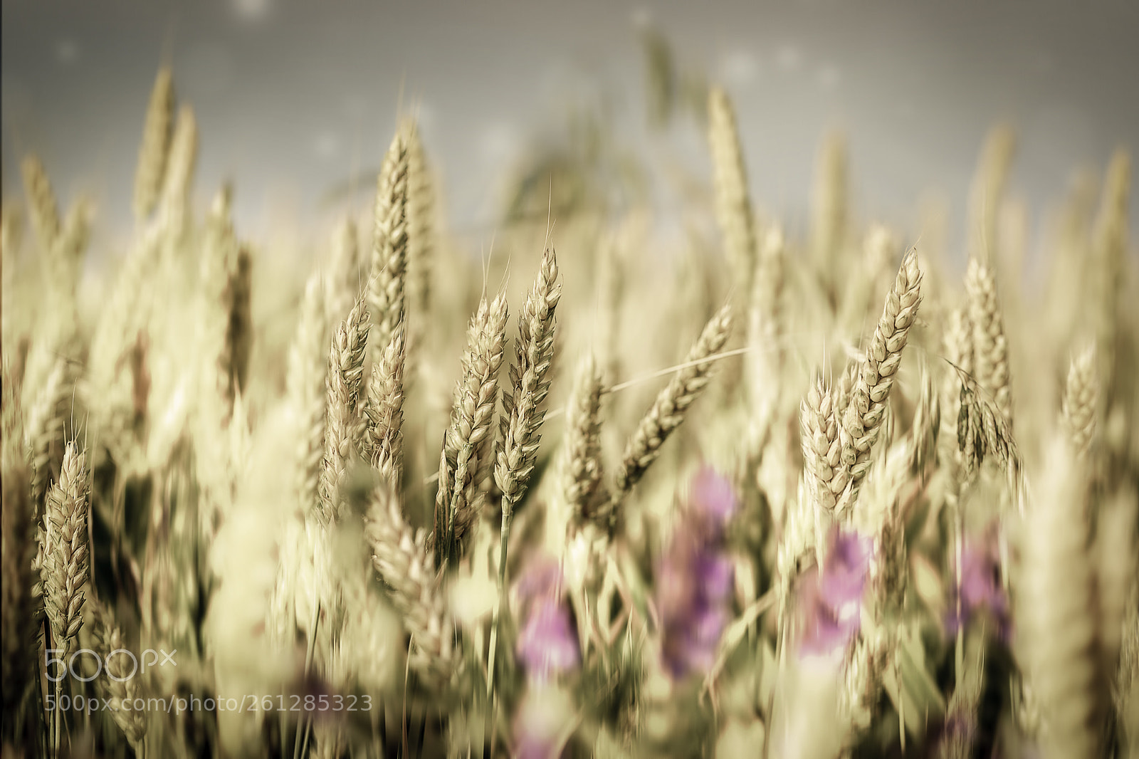 Canon EOS 6D Mark II sample photo. Img photography