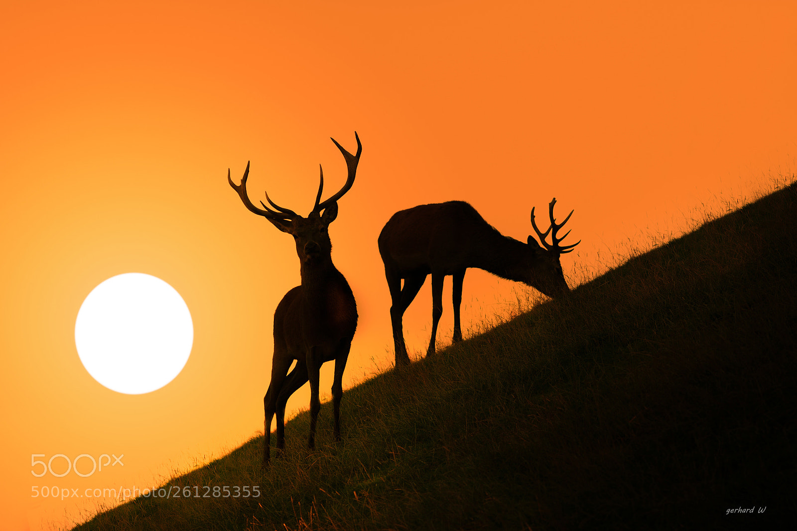 Canon EOS 5D Mark II sample photo. Deer photography