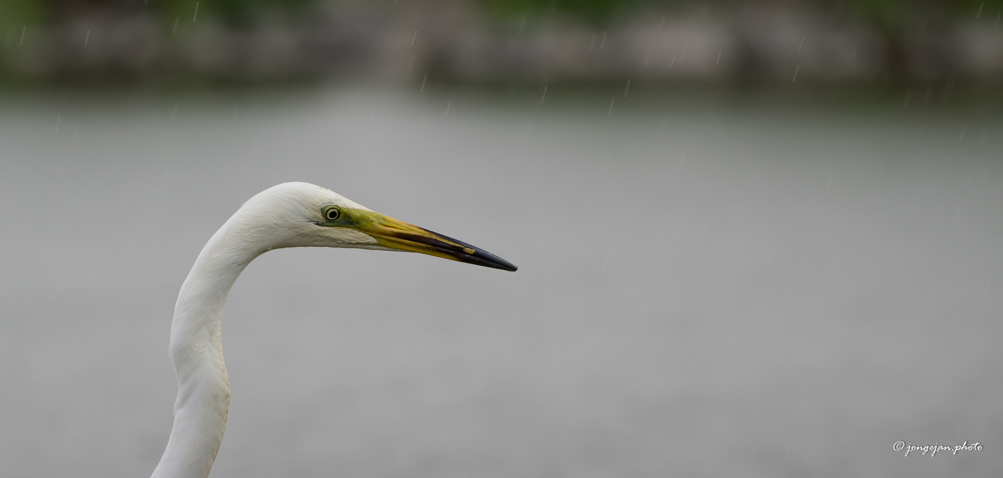 Pentax K-1 Mark II sample photo. Egret in the rain photography