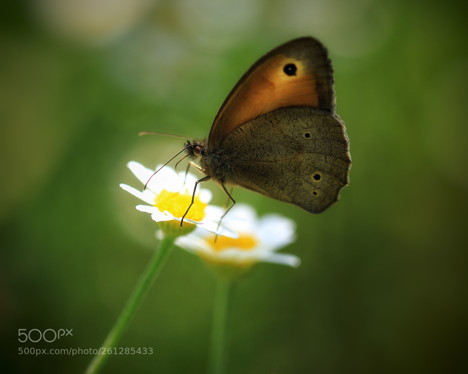 Canon EOS 5D Mark IV sample photo. Flowers and butterfly photography