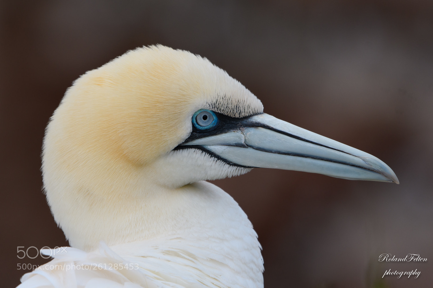 Nikon D500 sample photo. Gannet portrait photography