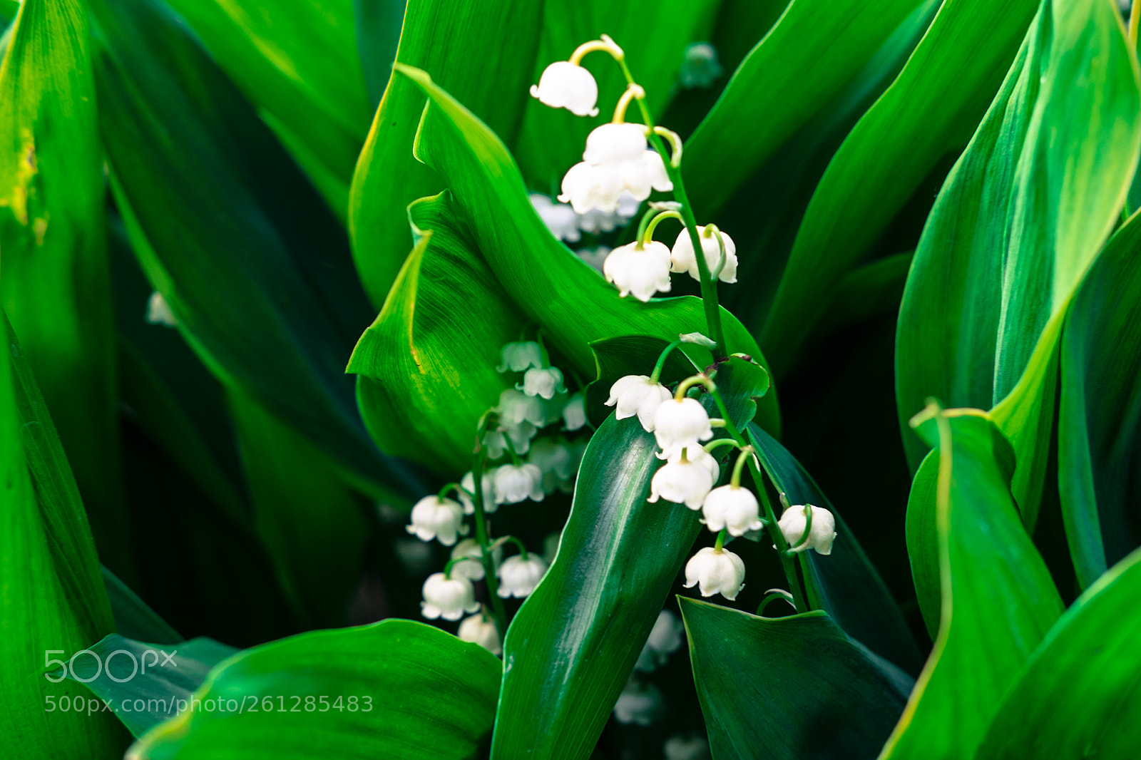 Fujifilm X-T1 sample photo. Lily of the valley photography