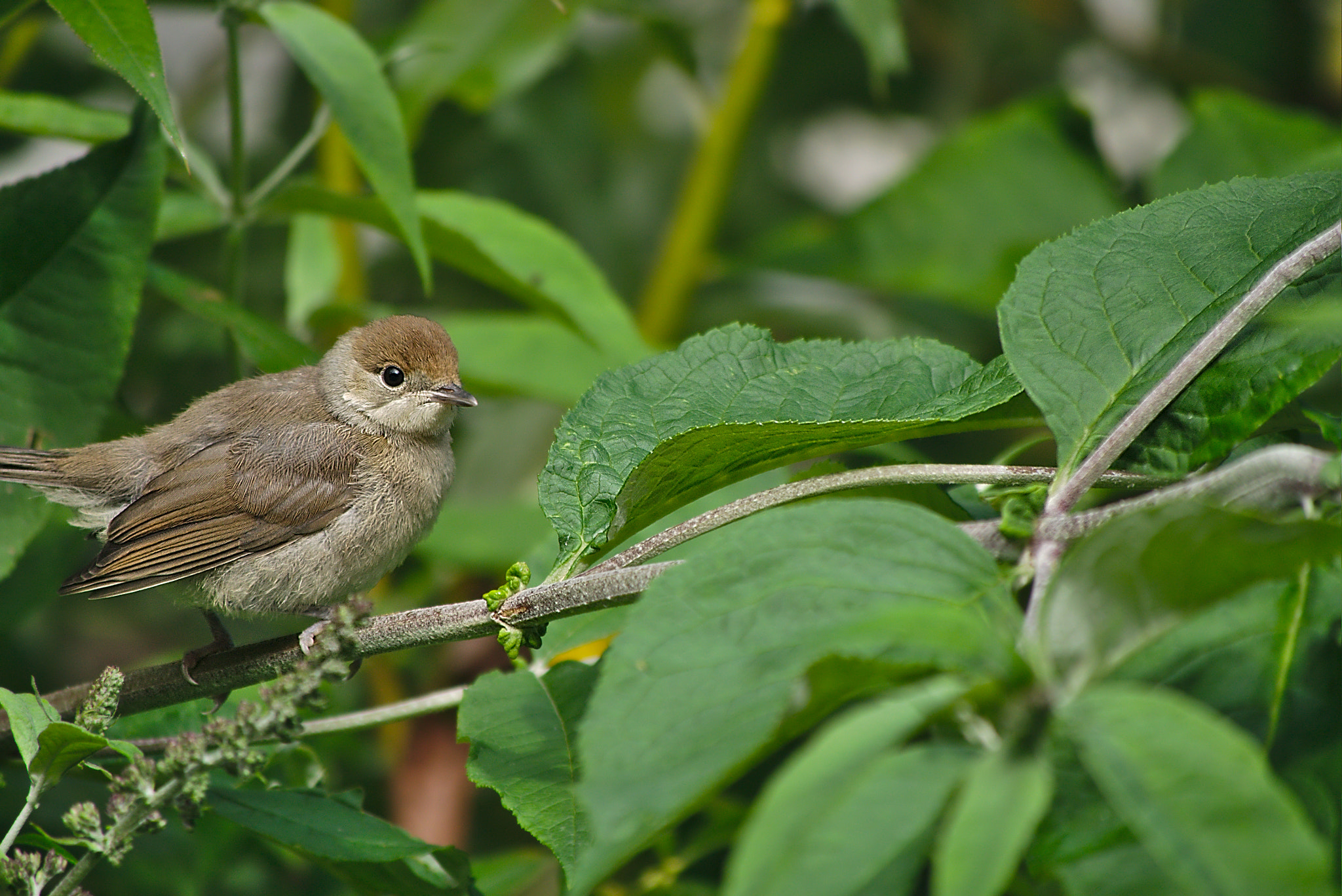 Panasonic Lumix DMC-GM1 sample photo. 2018 06 07 11 young garden warbler.jpg photography