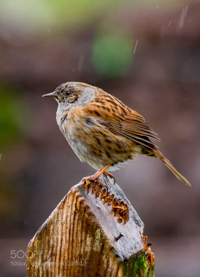 Canon EOS 7D sample photo. Dunnock photography