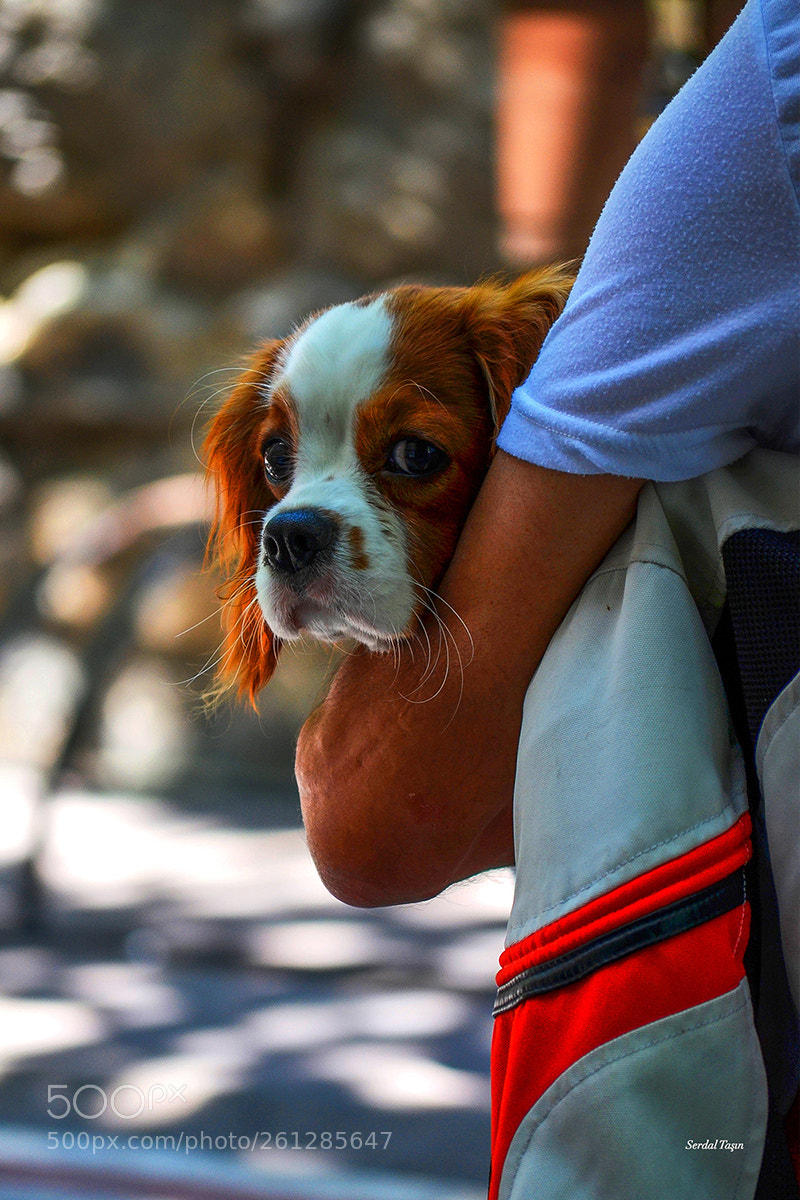 Nikon D5100 sample photo. Köpek photography