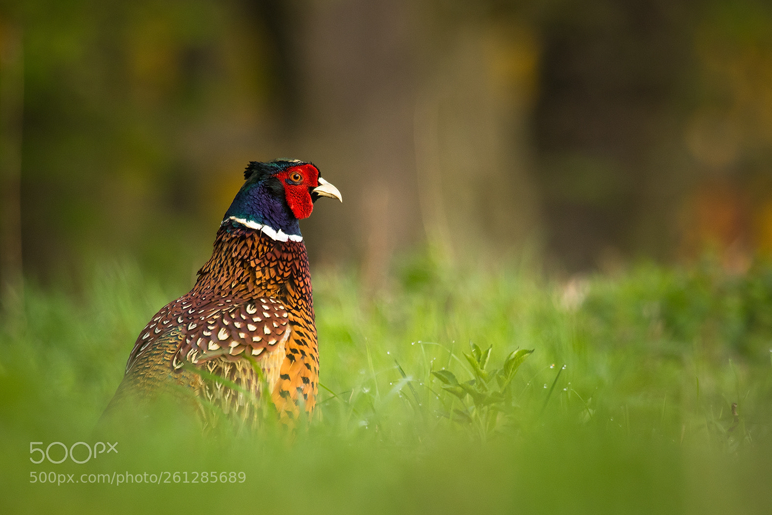 Canon EOS 7D Mark II sample photo. Pheasant photography