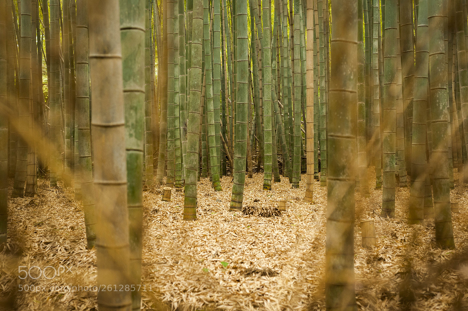 Nikon D700 sample photo. Arashimaya bamboo grove japan photography
