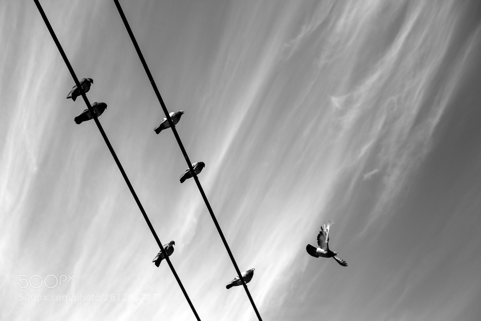 Fujifilm X-Pro2 sample photo. Doves in the city photography