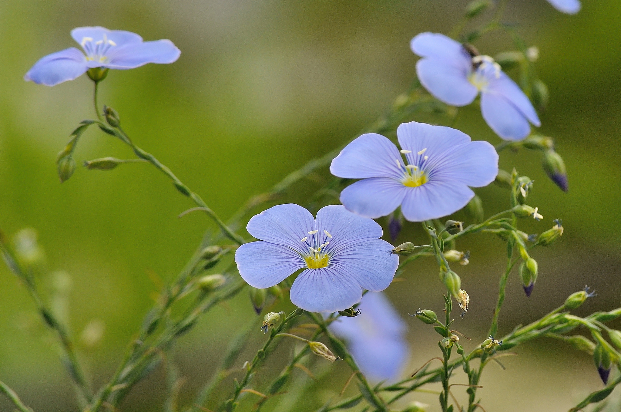 Nikon D5000 sample photo. Blue photography