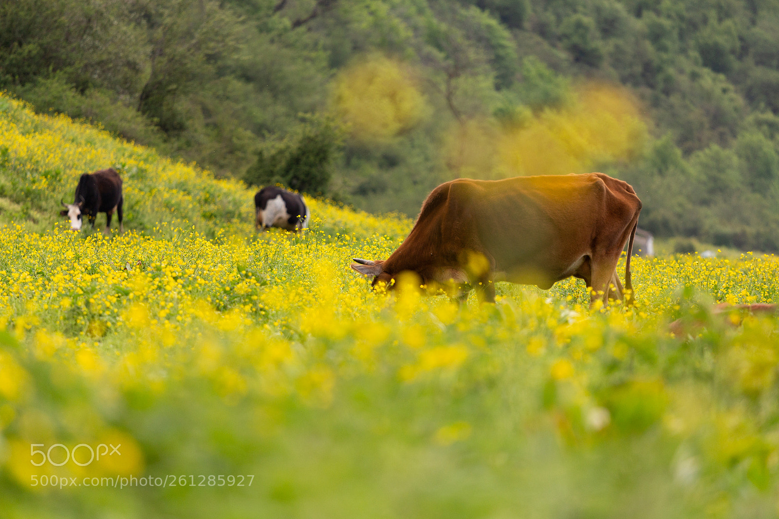 Canon EOS 6D sample photo. Darya sar, mazandaran photography