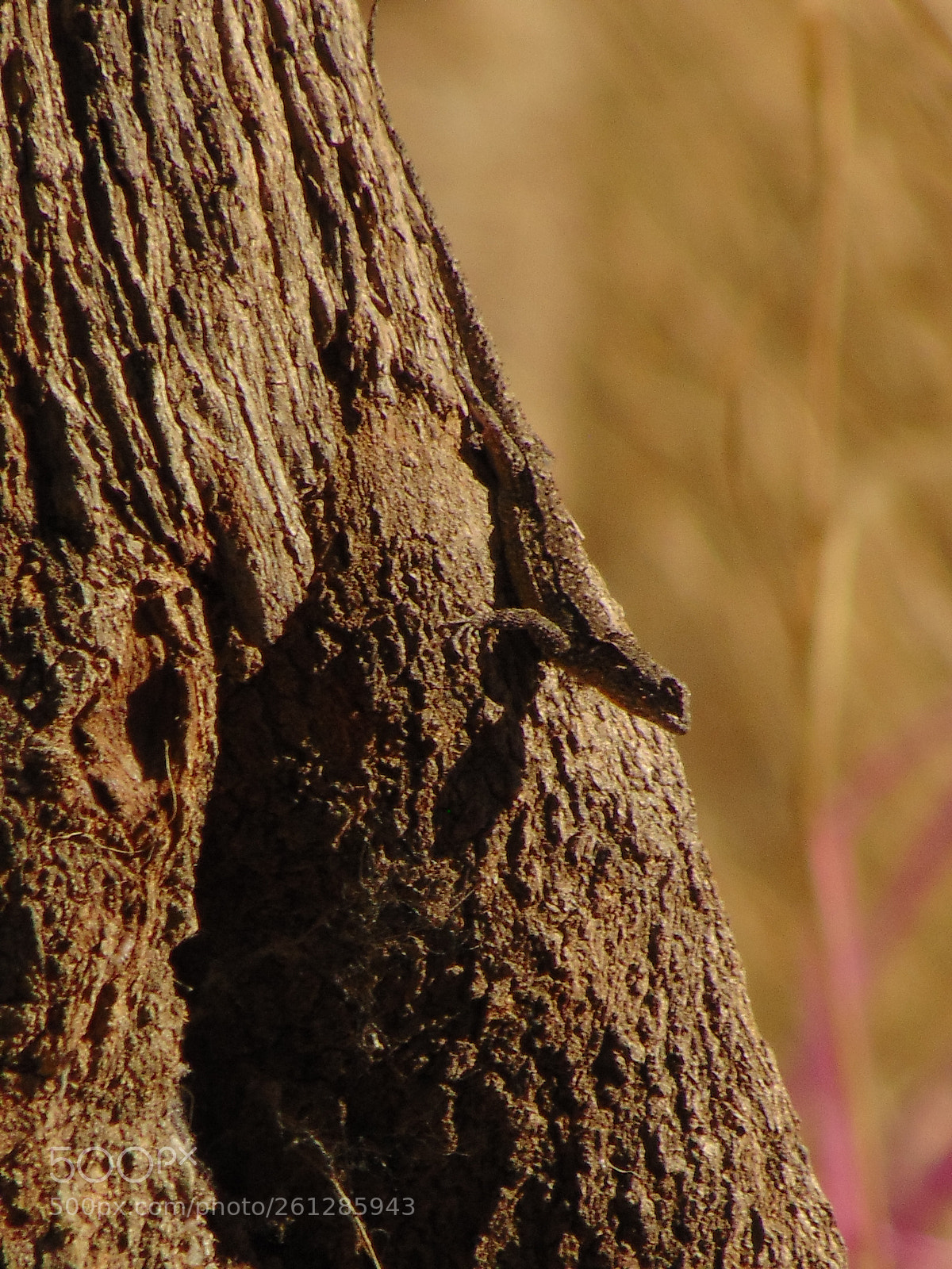 Sony Cyber-shot DSC-H300 sample photo. Lagarto escondido. photography