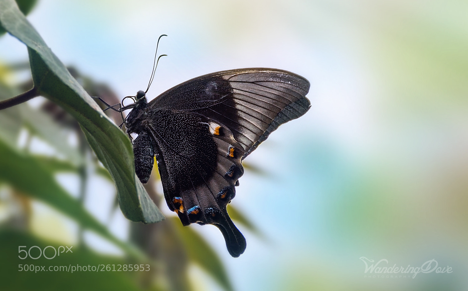 Nikon D3200 sample photo. Starry wings photography