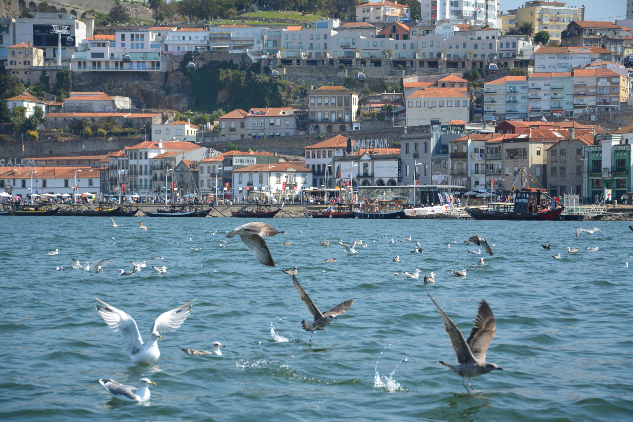 Nikon D5200 sample photo. Porto photography