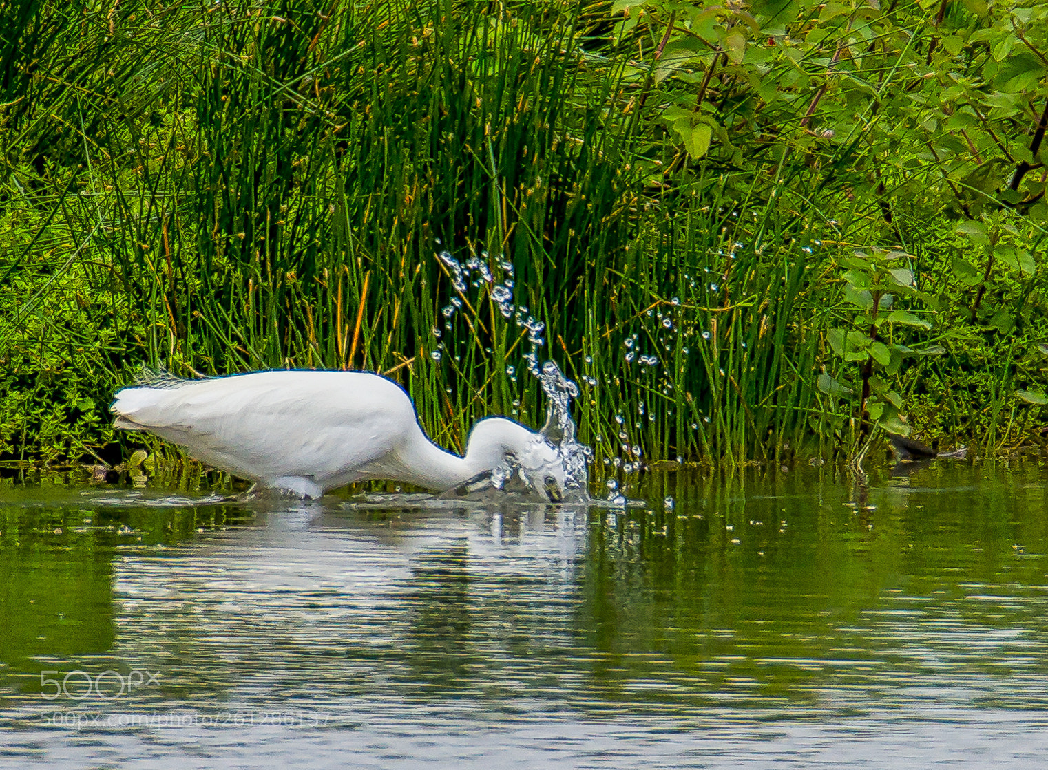 Canon EOS 7D sample photo. In for the fish. photography