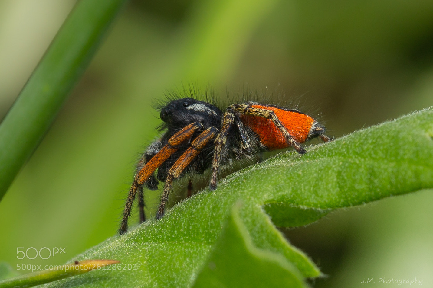 Canon EOS 6D sample photo. Spider photography