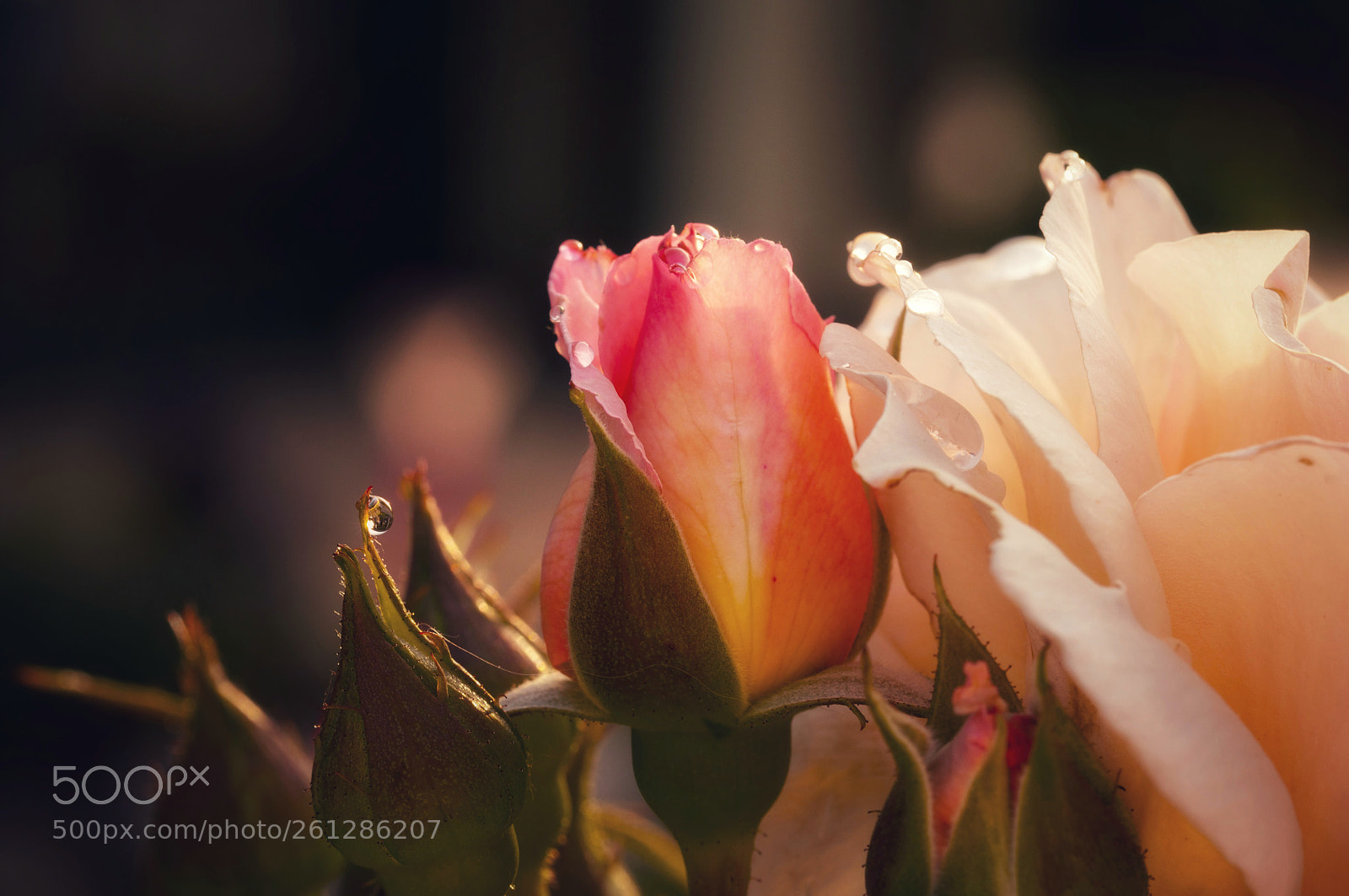 Nikon D90 sample photo. In my garden photography