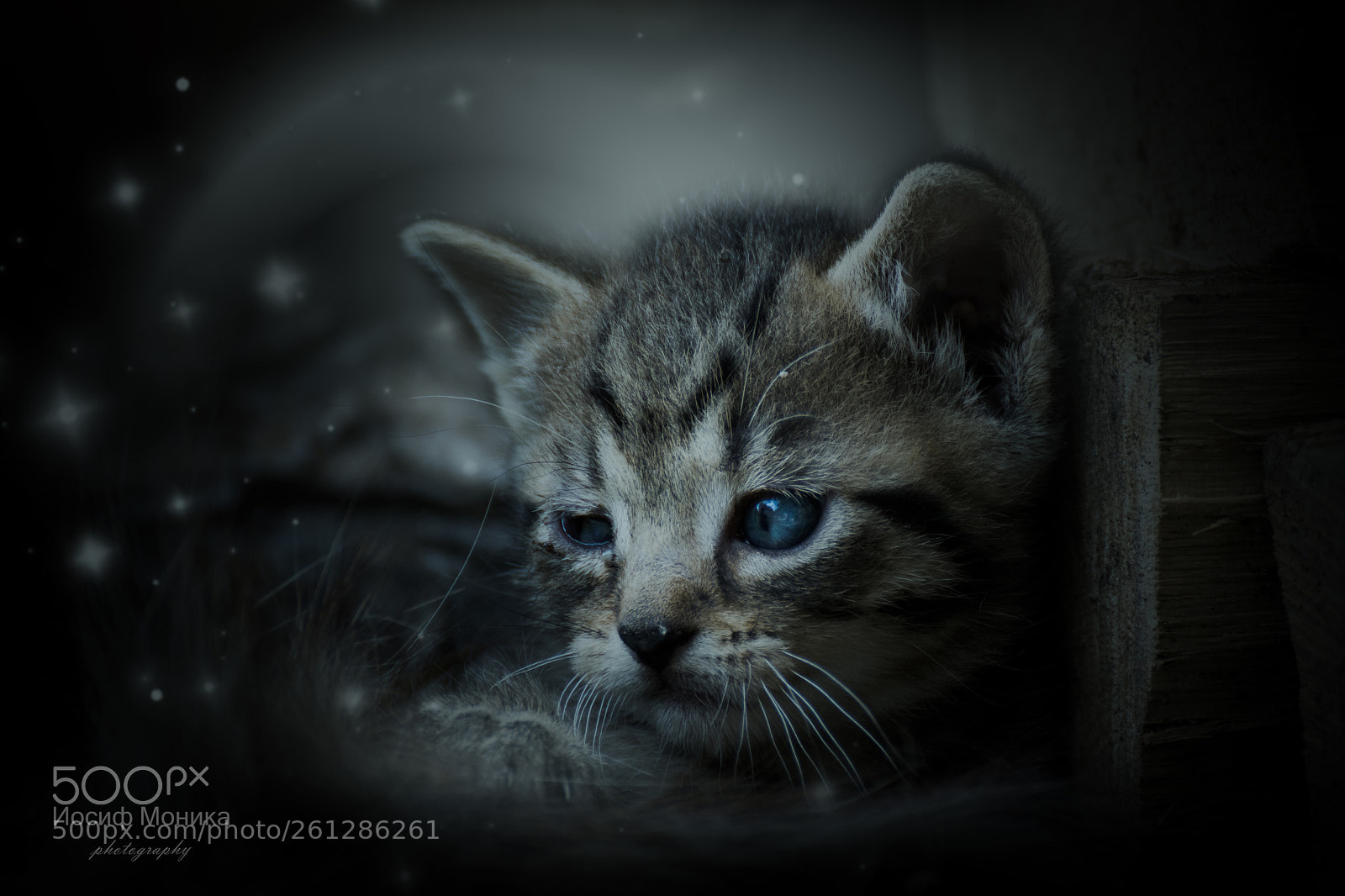 Nikon D5200 sample photo. Cat photography
