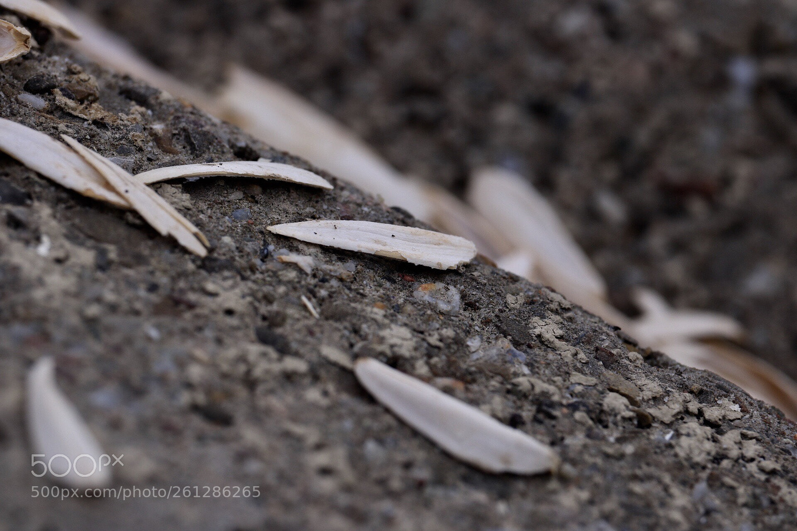 Canon EOS 750D (EOS Rebel T6i / EOS Kiss X8i) sample photo. Untitled photography