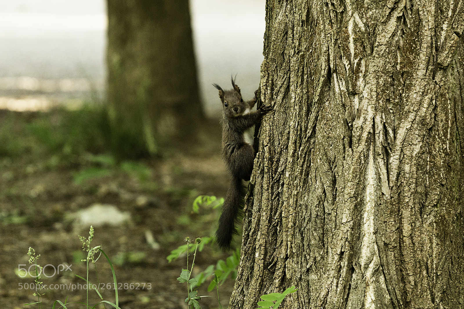 Canon EOS 6D sample photo. Squirrel photography