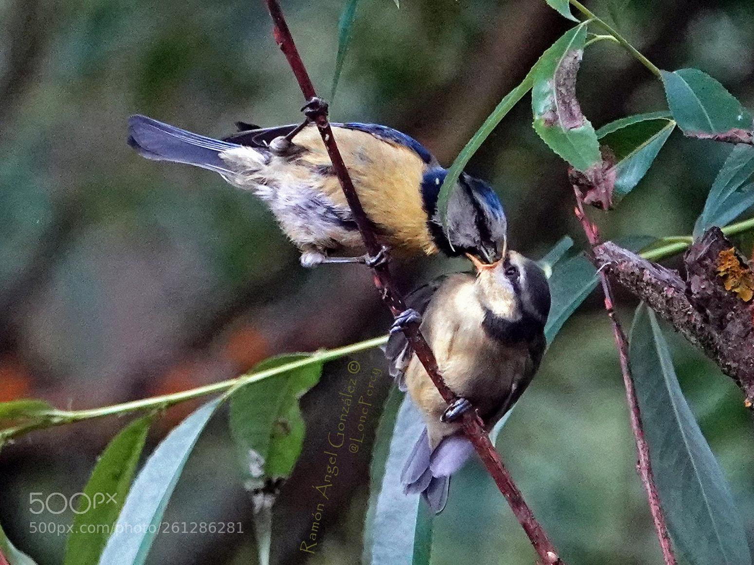 Sony Cyber-shot DSC-RX10 IV sample photo. Eurasian blue tit baiting photography