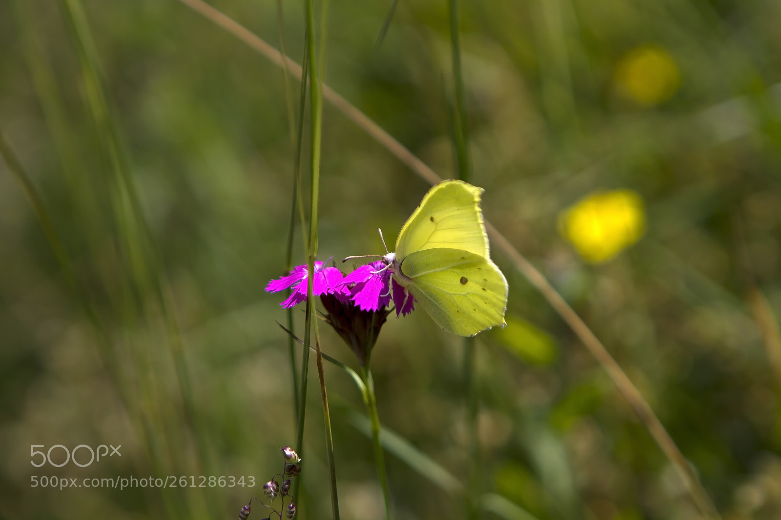 Canon EOS 7D sample photo. Peaceful photography
