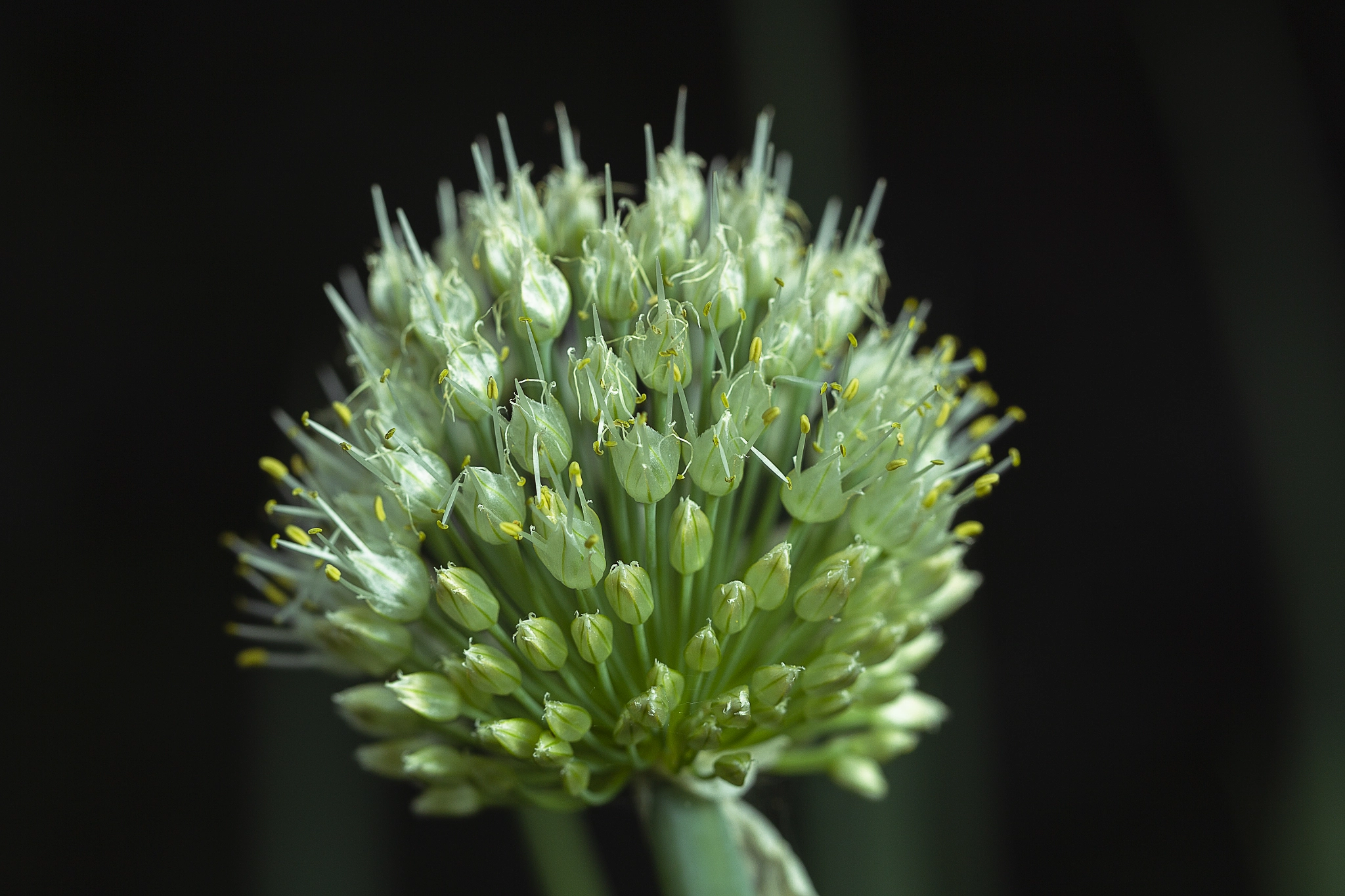 Canon EOS-1D Mark IV sample photo. Fine lights in the garden photography