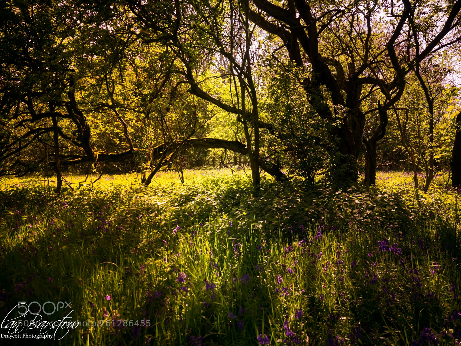 Olympus OM-D E-M10 II sample photo. Bluebells in early morning. photography